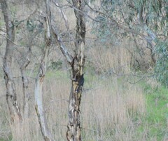 Strepera versicolor melanoptera