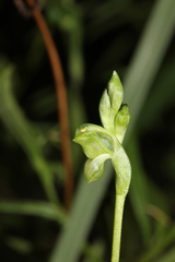 Pterostylis bicolor