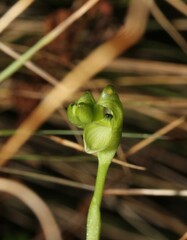 Pterostylis bicolor