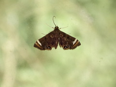 Strepsinoma croesusalis