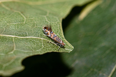 Phyllonorycter insignitella