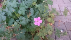 Geranium endressii