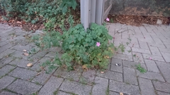 Geranium endressii
