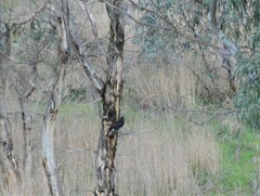 Strepera versicolor melanoptera