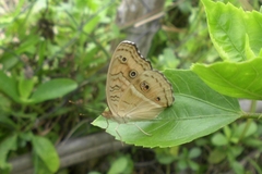 Junonia almana almana
