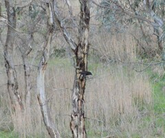 Strepera versicolor melanoptera