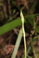 Pterostylis gibbosa