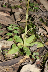 Pterostylis gibbosa