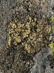 Lecanora stenotropa
