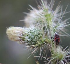 Cirsium echinus
