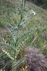 Cirsium echinus