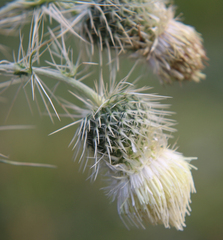 Cirsium echinus