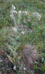Cirsium echinus
