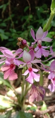Calanthe dominyi