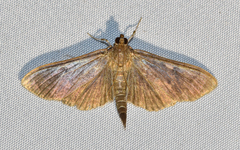 Herpetogramma sphingealis
