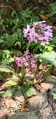 Calanthe dominyi