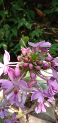 Calanthe dominyi