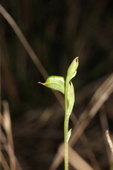 Pterostylis gibbosa
