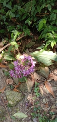 Calanthe dominyi