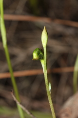 Pterostylis gibbosa