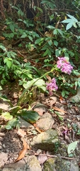 Calanthe dominyi