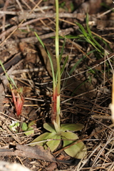 Pterostylis gibbosa