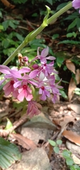 Calanthe dominyi