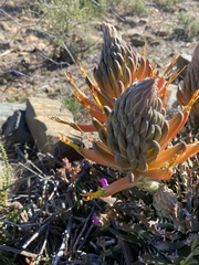 Aloe longistyla