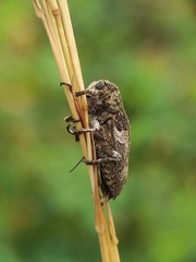 Prosoplus bankii