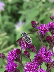 Megachile inimica