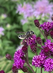 Megachile inimica