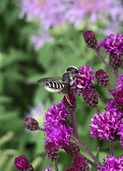 Megachile inimica