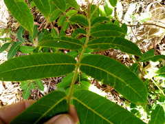 Flindersia schottiana