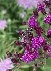 Megachile inimica