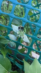 Bombus impatiens