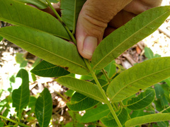 Flindersia schottiana