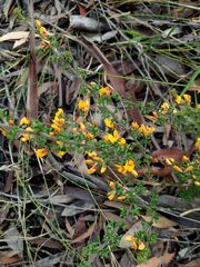Pultenaea scabra