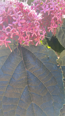 Clerodendrum bungei