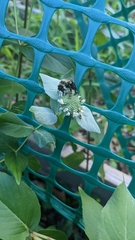 Bombus impatiens