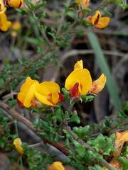 Pultenaea scabra