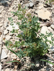 Securigera orientalis