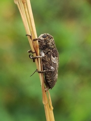 Prosoplus bankii