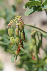 Securigera orientalis