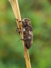 Prosoplus bankii