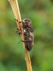 Prosoplus bankii