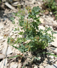 Securigera orientalis