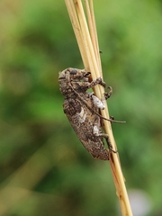 Prosoplus bankii