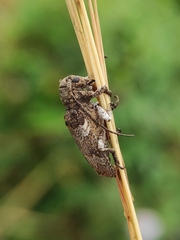 Prosoplus bankii