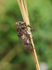 Prosoplus bankii