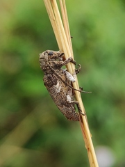 Prosoplus bankii